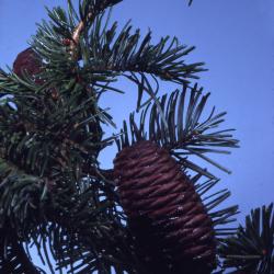 Abies grandis (Dougl. ex D. Don) Lindl. (grand fir), cones