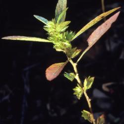 Acalypha gracilens A. Gray (slender threeseed mercury), habit

