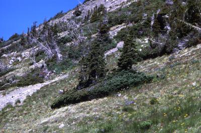 Abies lasiocarpa (Hook.) Nutt. (subalpine fir), habitat