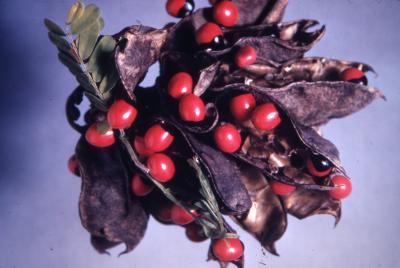 Abrus precatorius (rosary pea), leaves, seeds, pods