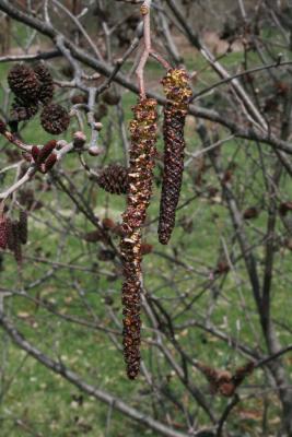 Alnus incana subsp. rugosa (Speckled Alder), flower, staminate