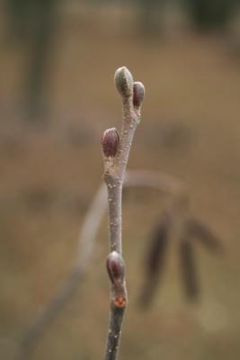 Alnus incana subsp. rugosa (Speckled Alder), bud, terminal