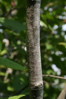 Alnus incana subsp. rugosa (Speckled Alder), bark, trunk