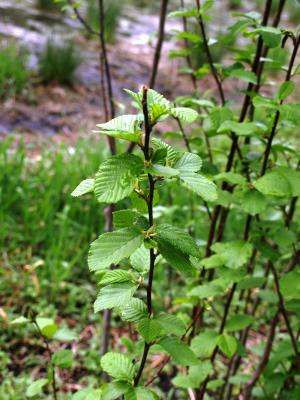 Alnus incana subsp. rugosa (Speckled Alder), habit, spring
