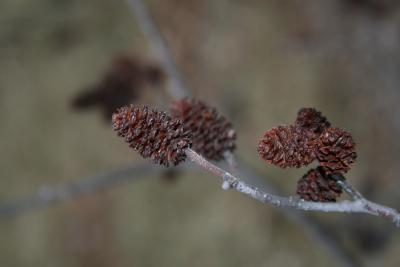 Alnus incana subsp. rugosa (Speckled Alder), fruit, mature