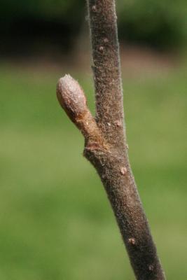 Alnus incana subsp. rugosa (Speckled Alder), bud, lateral