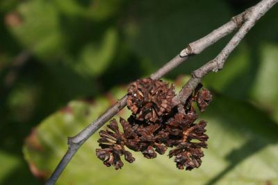 Alnus incana subsp. rugosa (Speckled Alder), fruit, mature