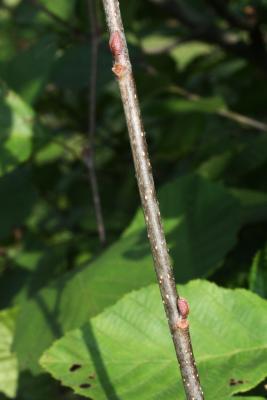 Alnus incana subsp. rugosa (Speckled Alder), bark, branch