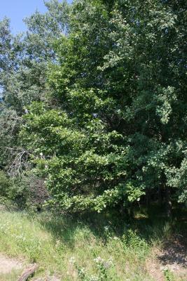 Alnus incana subsp. rugosa (Speckled Alder), habit, summer