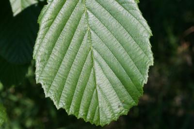 Alnus incana subsp. rugosa (Speckled Alder), leaf, margin