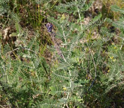 Amorpha canescens (Leadplant), habit, summer
