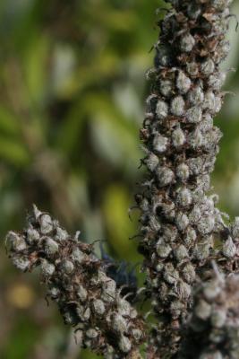 Amorpha canescens (Leadplant), fruit, mature