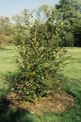 Alnus viridis subsp. crispa (American Green Alder), habit, fall