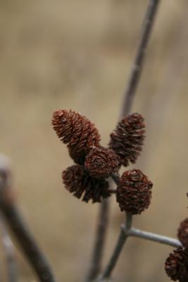 Alnus incana subsp. rugosa (Speckled Alder), infructescence, fruit, mature