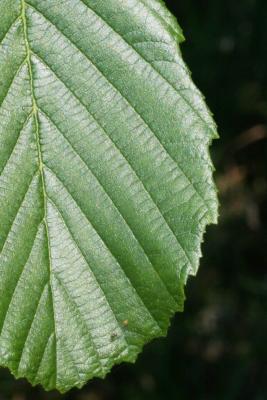 Alnus incana subsp. rugosa (Speckled Alder), leaf, margin