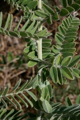 Amorpha canescens (Leadplant), bark, stem