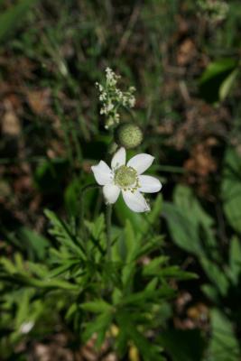 Anemone cylindrica (Thimbleweed), flower, full