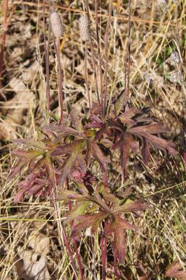 Anemone cylindrica (Thimbleweed), habit, fall