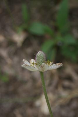 Anemone cylindrica (Thimbleweed), flower, side
