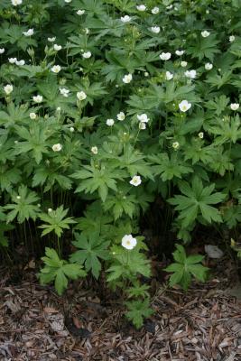 Anemone canadensis (Canada Anemone), habit, spring