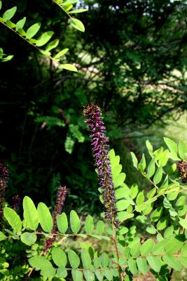 Amorpha fruticosa (Indigo-bush), inflorescence