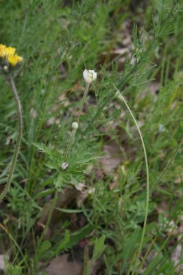 Anemone cylindrica (Thimbleweed), habit, summer, flower, full