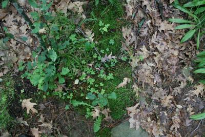 Anemone quinquefolia (Wood Anemone), habitat