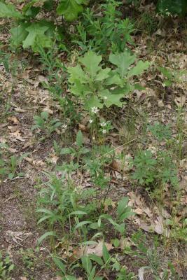 Anemone cylindrica (Thimbleweed), habitat, habit, summer