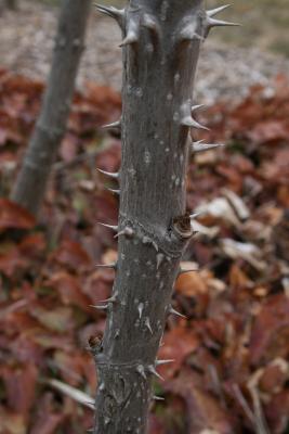Aralia spinosa (Devil's Walking Stick), bark, stem