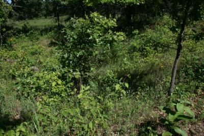 Anemone cylindrica (Thimbleweed), habitat
