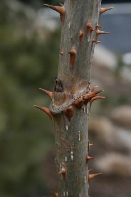 Aralia spinosa (Devil's Walking Stick), bud, lateral