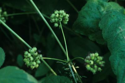 Aralia nudicaulis (Wild Sarsparilla), fruit, immature