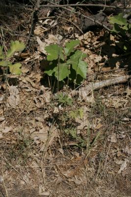 Anemone cylindrica (Thimbleweed), habitat, habit, summer