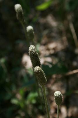 Anemone cylindrica (Thimbleweed), infructescence