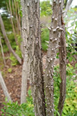 Aralia spinosa (Devil's Walking Stick), bark, mature