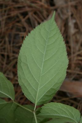 Aralia nudicaulis (Wild Sarsparilla), leaf, lower surface