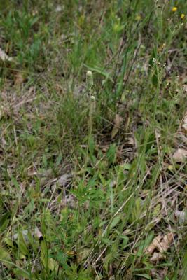 Anemone cylindrica (Thimbleweed), habit, summer