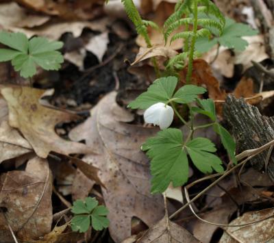 Anemone quinquefolia (Wood Anemone), habit, spring