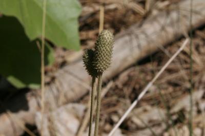 Anemone cylindrica (Thimbleweed), infructescence