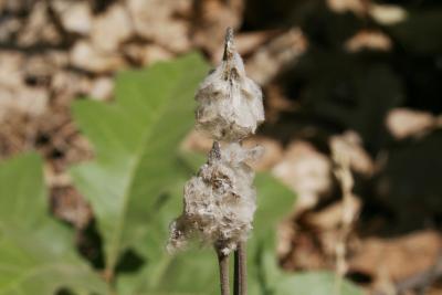 Anemone cylindrica (Thimbleweed), seed