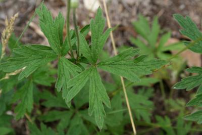 Anemone cylindrica (Thimbleweed), leaf, upper surface