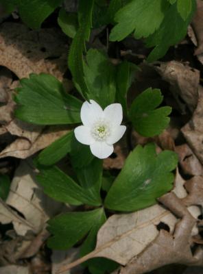 Anemone quinquefolia (Wood Anemone), habit, spring, flower, full