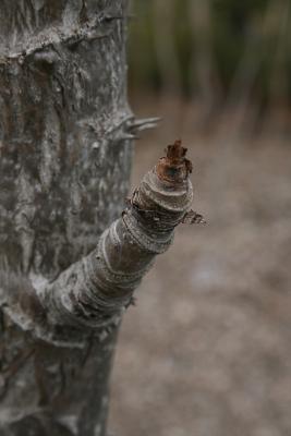 Aralia spinosa (Devil's Walking Stick), bud, terminal