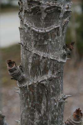 Aralia spinosa (Devil's Walking Stick), bark, stem
