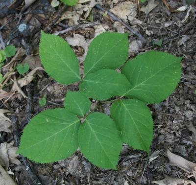 Aralia nudicaulis (Wild Sarsparilla), leaf, spring