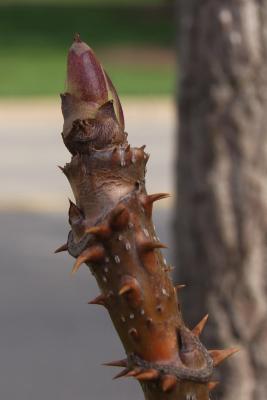 Aralia spinosa (Devil's Walking Stick), bud, terminal