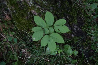 Aralia nudicaulis (Wild Sarsparilla), leaf, summer
