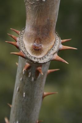 Aralia spinosa (Devil's Walking Stick), bud, lateral