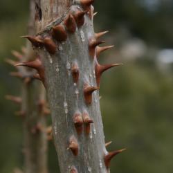 Aralia spinosa (Devil's Walking Stick), spines