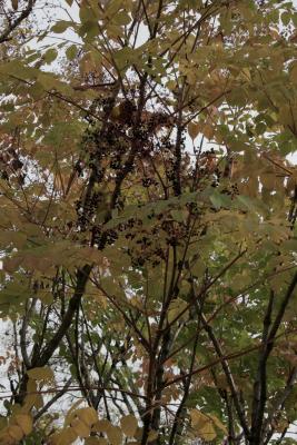 Aralia spinosa (Devil's Walking Stick), infructescence